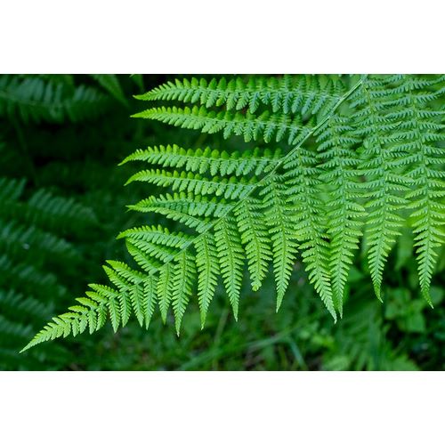 Horton, Janet 아티스트의 Issaquah-Washington State-USA Lady fern plant작품입니다.